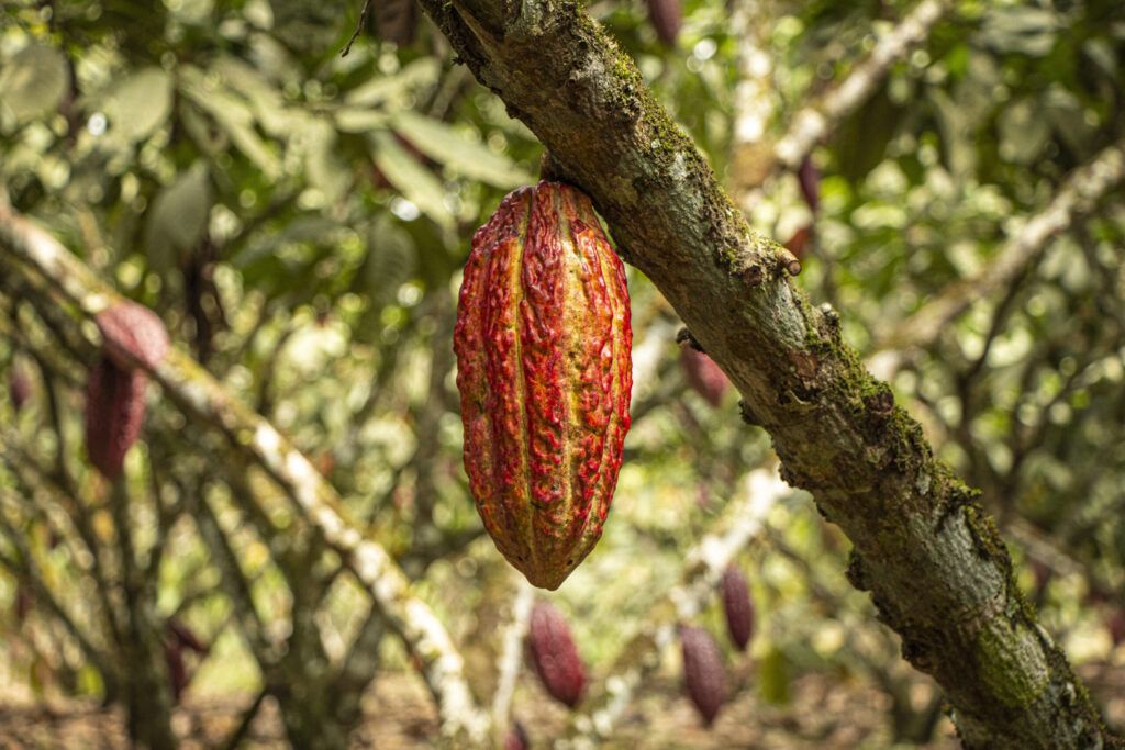 Une cabosse de cacao mûre sur l’arbre